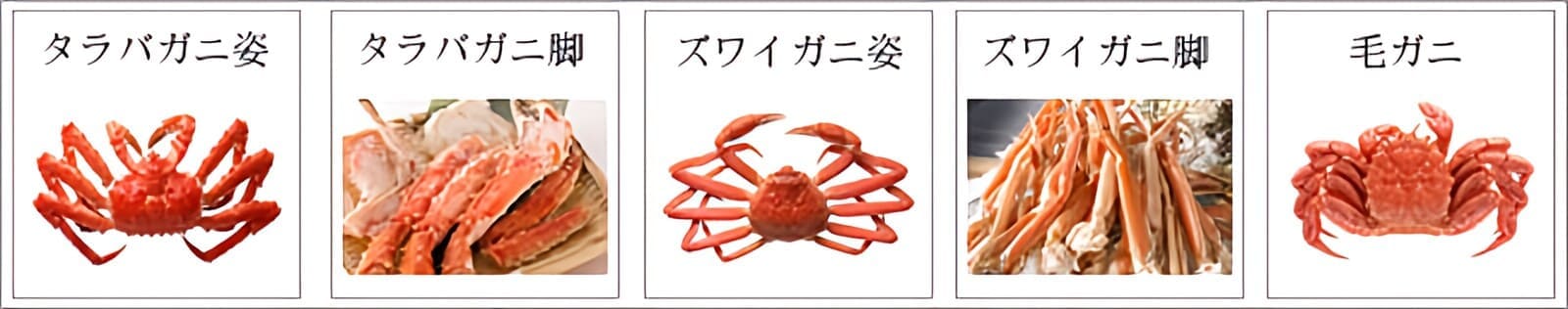カニ種別