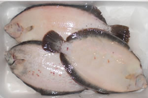 Slime flounder