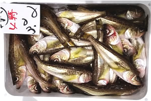 日本叉牙魚(雷魚)