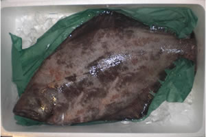 Kamchatka flounder