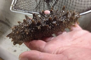 Sea cucumber immediately after being caught